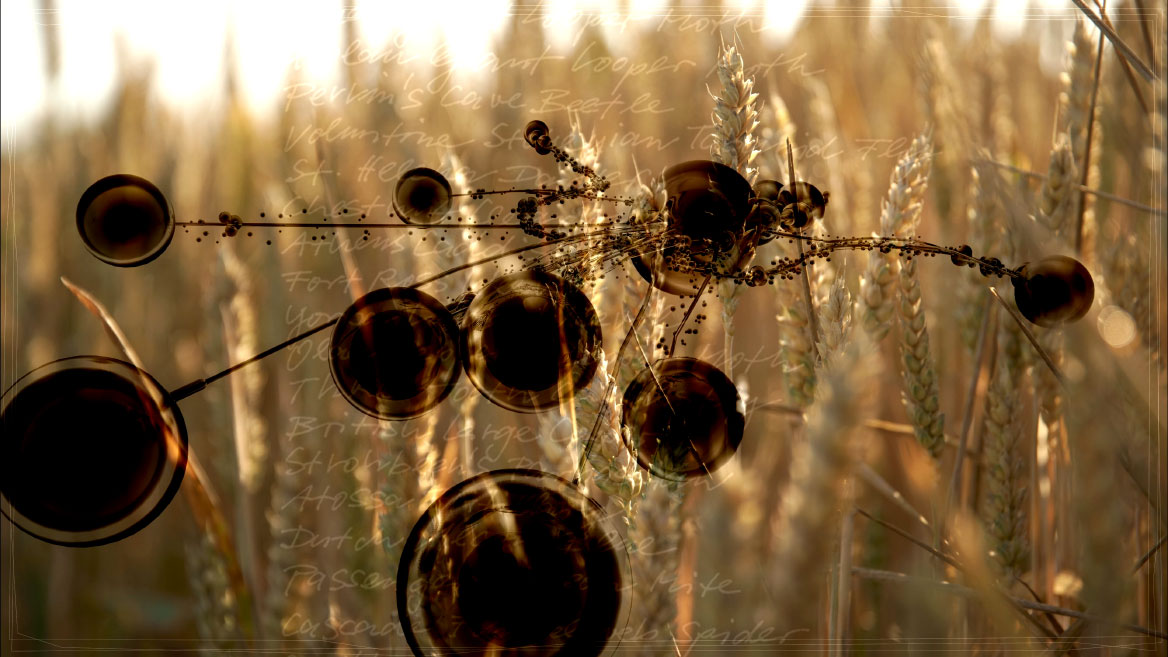 Standbild aus der Animation. Als letzte Impression wird ein weiteres Detail eines Insekts vor einem Kornfeld gezeigt.