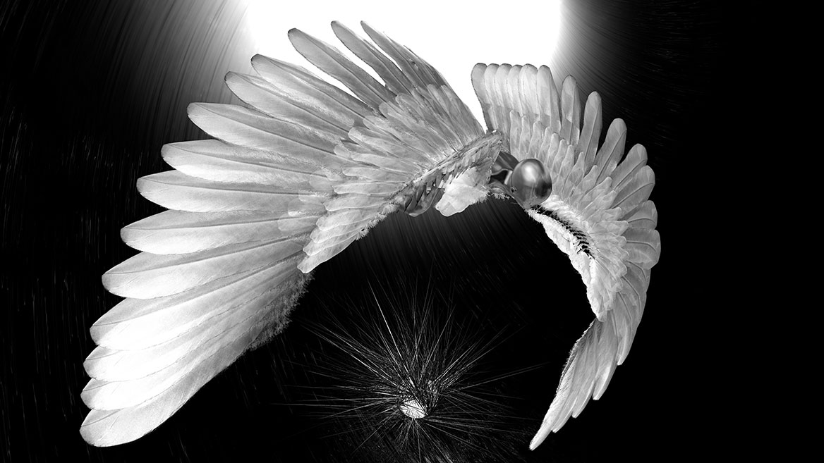 In the final shot of the series of images, the spread wings compositionally encircle the distant sun.